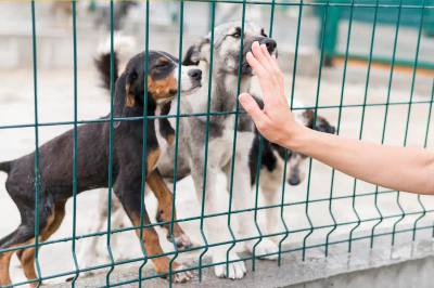 Adoption de chien en refuge