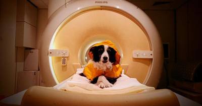 Les chiens peuvent lire sur nos visages et reconnaitre nos émotions