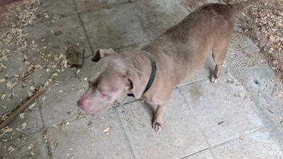 Chien retrouvé après 3 ans et 1000 km grâce à une puce