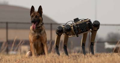 Chine utilise des chiens robots en haute altitude