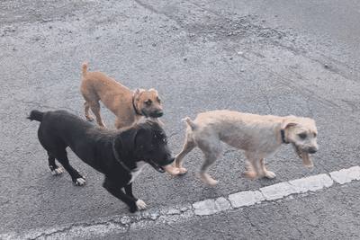 Cycliste grièvement blessé après attaque de chiens