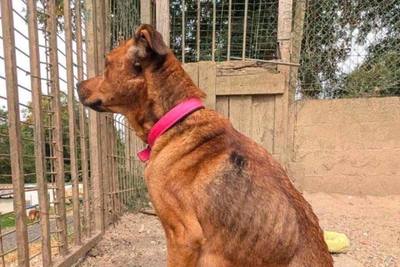 Adoption impossible pour chiens sauvés