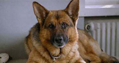 Rex, chien flic