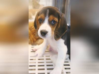 Des sanctions pour les animaleries qui vendent des chats et des chiens