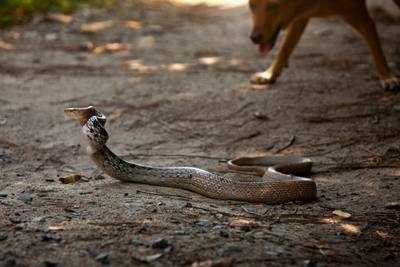 Sauvetage d'un chien mordu par une vipère près de Dijon