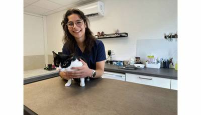 Coup de chaleur chez le chien et le chat