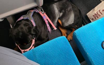 Voyage SNCF en galère avec un rottweiler