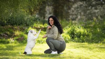 Cosy Paws, un hôtel pour chiens au cœur de la campagne d'Inzinzac-Lochrist