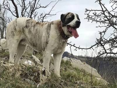 Un randonneur mordé dix fois par un chien lors d'une randonnée