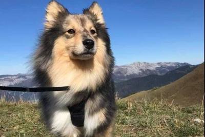 Haute-Savoie : Randonneur disparu à la Pointe des Mattes, son chien retrouvé