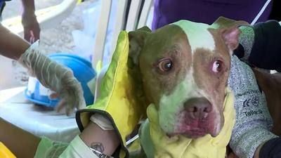 Séisme en Colombie : un chien sauvé vivant à l'approche de la limite des 72 heures