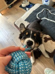 À Hennebont, Maëliss Français mets la compréhension au cœur de l'éducation canine