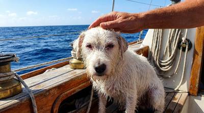 Mexique : des pêcheurs sauvent un chien perdu en pleine mer