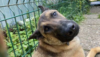 Le bijou d'une septuagénaire retrouvé, à Nîmes, grâce à deux chiens de la police