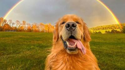 12 photos de chiens qui vous feront sourire à coup sûr