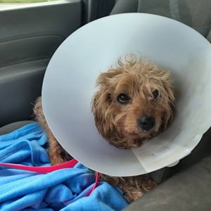 Labrador de 14 ans en attente d'une famille bienveillante