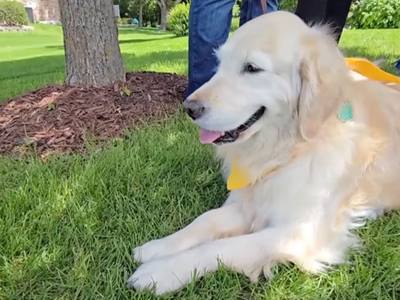 Un chien adopte un comportement hors du commun