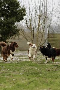 Fumée au-dessus du Luxembourg: comment préserver votre chien?