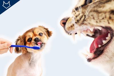 Brossage des dents animal
