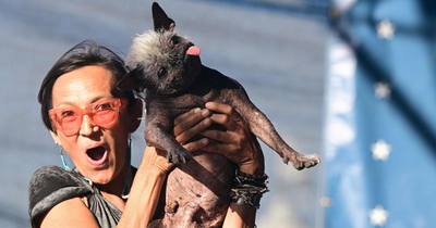 Ce carlin est le «chien le plus laid du monde» - Watson