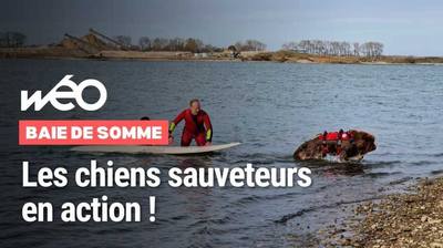 Un terre-neuve sauve un homme de la noyade au lac Amance