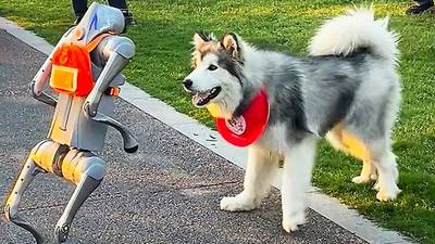 Un husky défie un chien robot dans un parc en Chine
