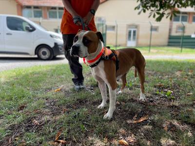 Retrouvé errant en Sarthe, le chien L'Artist attend depuis presque un an qu'on l'adopte