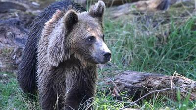 Ours en Ariège