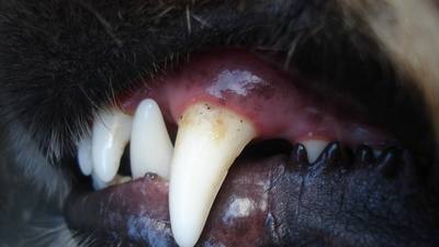 Attaque par trois chiens errants
