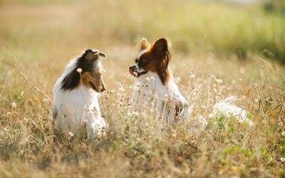 Les épillets : un vrai danger pour votre chien !