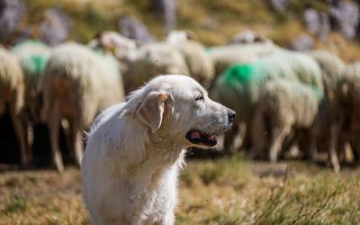 Morsure de chien à Bruges-Capbis-Mifaget