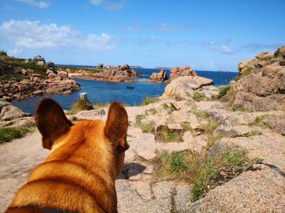 Vacances avec son chien : 6 destinations françaises pensées pour partir ensemble