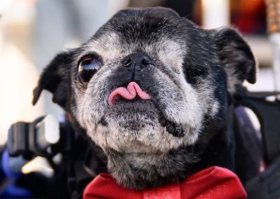 Concours canin insolite