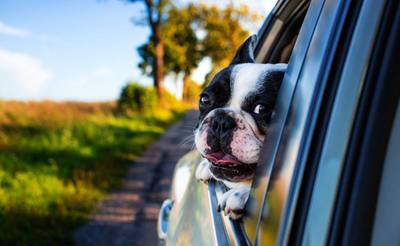 Accident causé par un homme voulant nourrir son chien