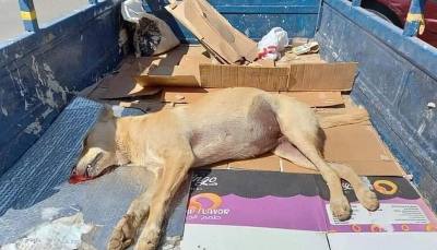 Des chiens errants fusillés après avoir attaqué un cycliste