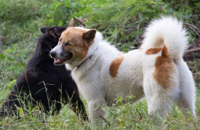 Identification canine par la truffe en Asie