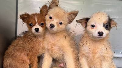 Les petits chiens de Oye-Plage cherchent une famille