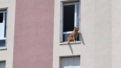 Chien saute du 3e étage à Dieppe