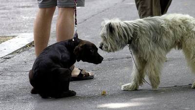 Béziers étend l'identification ADN des chiens