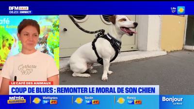 Comment remonter le moral de son chien