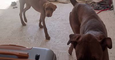 Sauvetage de deux chiens abandonnés dans un appartement insalubre