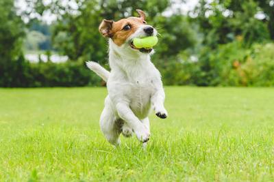 Les chiens décodent vos émotions via vos expressions faciales