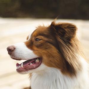 Quels sont les chiens les plus intelligents du monde ?