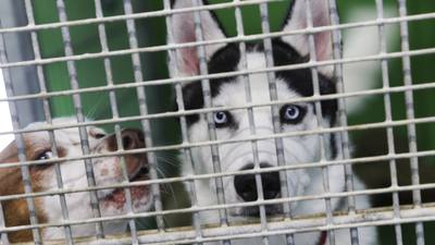 Saturation des refuges pour animaux