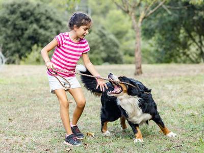 Présence du virus de la rage chez un chien ayant mordu deux enfants