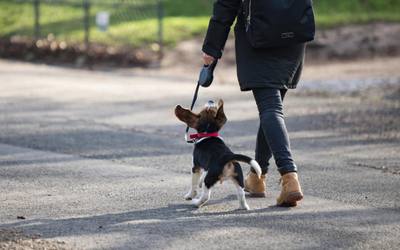 Où promener son chien dans le 15e arrondissement