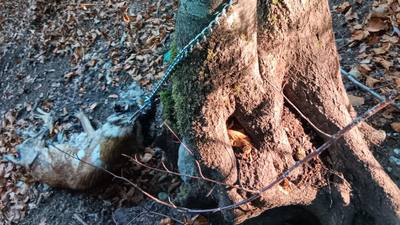 Un chien retrouvé mort attaché à un arbre en Haute-Savoie