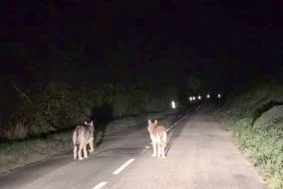Fausse alerte au loup dans le Val-d’Oise