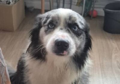 Ruben, le chien saisi par la SRPA, retrouve son propriétaire