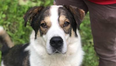 Louki, un chien plein de tendresse
